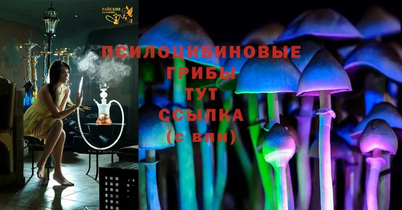 OMG ССЫЛКА  Трубчевск  Псилоцибиновые грибы Cubensis 